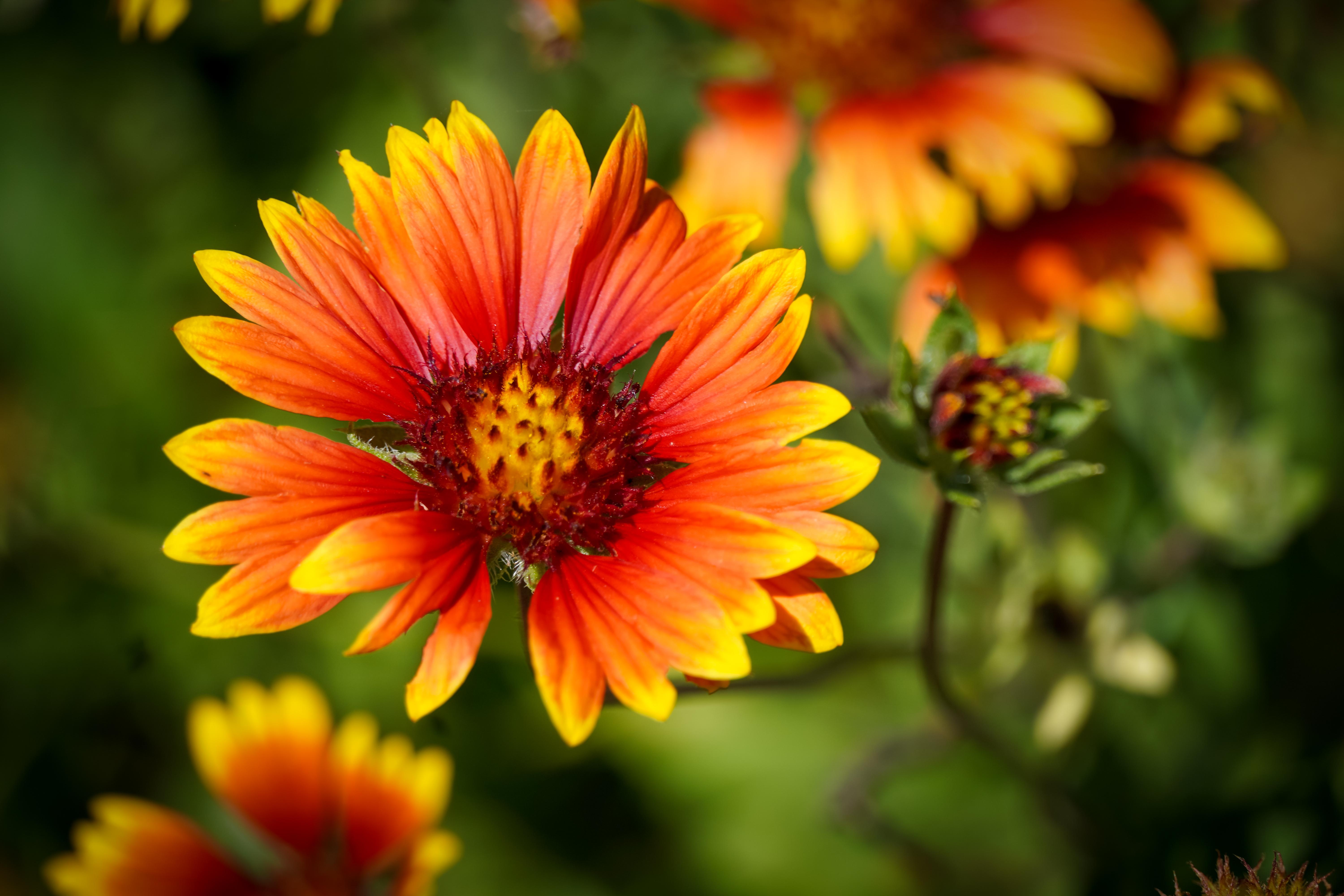 spring flowers on display